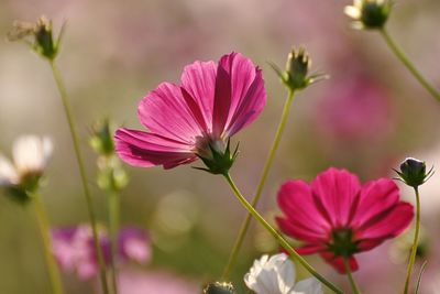 Close-up of pink cosmos flowers