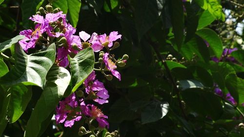 Close-up of purple flowers blooming outdoors