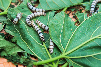 High angle view of leaves