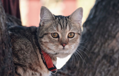 Close-up portrait of tabby cat