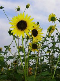 Close-up of yellow flower