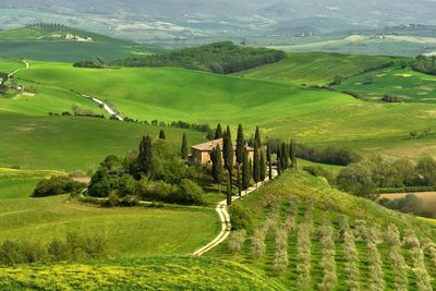 Scenic view of agricultural field