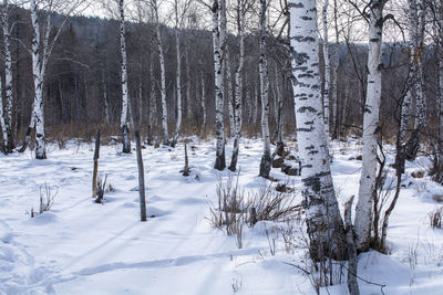 Trees on snow covered field during winter