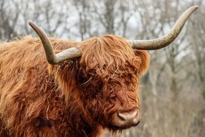 Close-up of cow