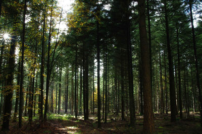 View of trees in forest