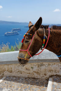 Side view of donkey against sea and sky