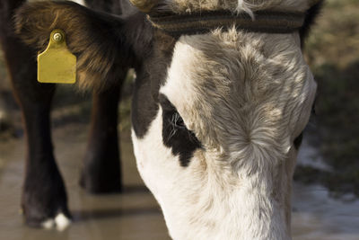 Close-up of a cow 