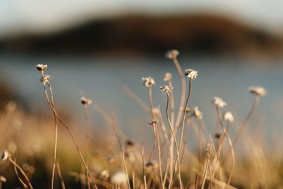 Close-up of wilted plant on field