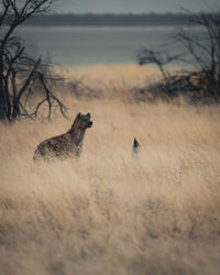 View of an animal on field
