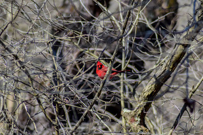 Bird perching on branch