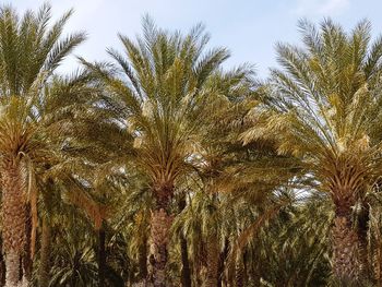 Low angle view of palm trees against sky