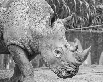 Weathered rhinoceros.