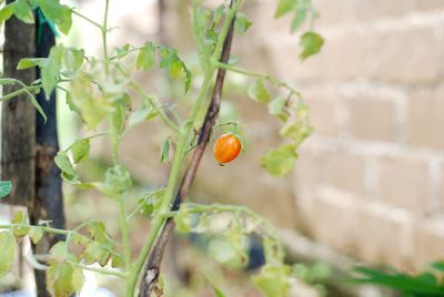 Close-up of tomatoes growing on plant