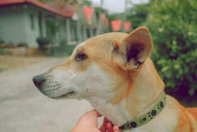 Close-up of a dog