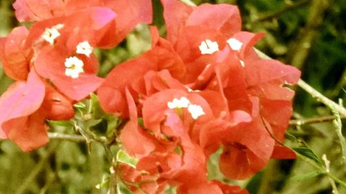 Close-up of flowers blooming outdoors