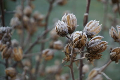 Close-up of dry plants against blurred background