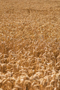 Golden ripe ears of wheat. wheat field. ears of golden wheat close up.