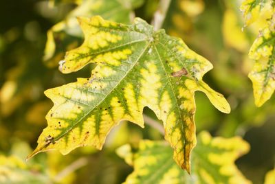 Close-up of maple leaves during autumn