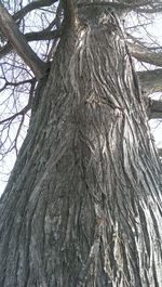 Low angle view of tree trunk