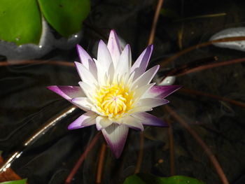 Close-up of lotus water lily in pond