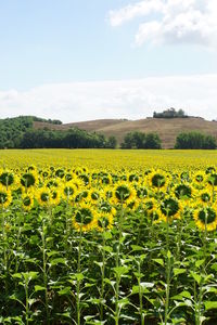 Scenic view of oilseed rape field against sky