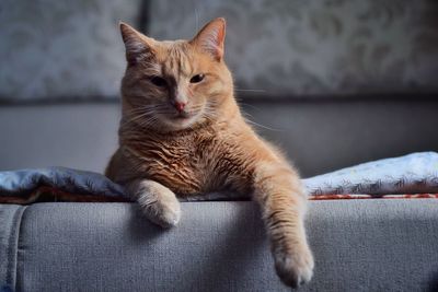 Cat resting on sofa at home