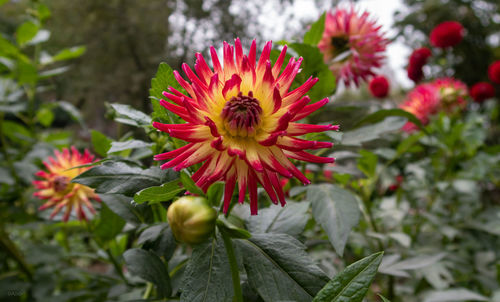 Close-up of pink flower