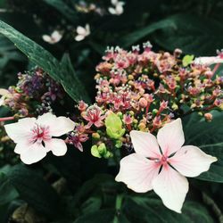 Close-up of pink flowers