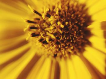 Close-up of yellow flower