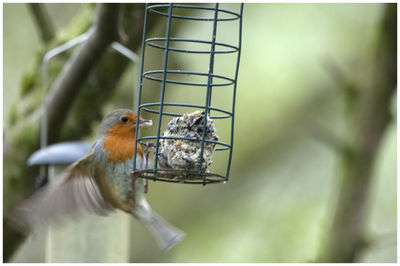 Close-up of bird perching on a feeder