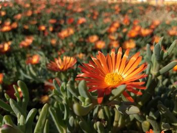 Close-up of orange flowering plants