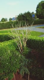 Plants growing on field against sky