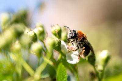 Close-up of bee pollinating on flower