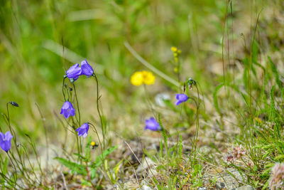 Close-up of purple crocus flowers on field