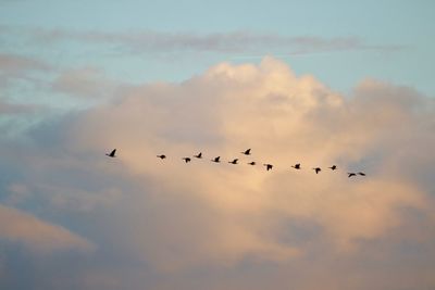 Low angle view of silhouette birds flying against sky