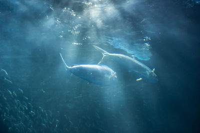 People swimming in sea