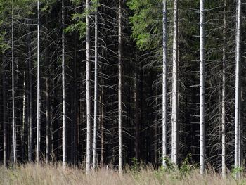 Pine trees in forest