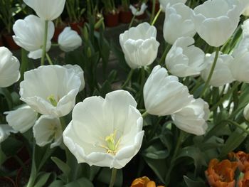 Close-up of white flowering plants