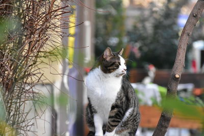 Cat sitting on a tree