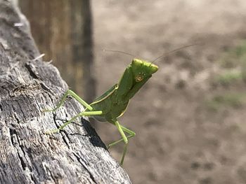 Close-up of insect on leaf