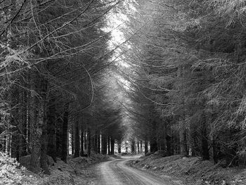 Road amidst trees in forest