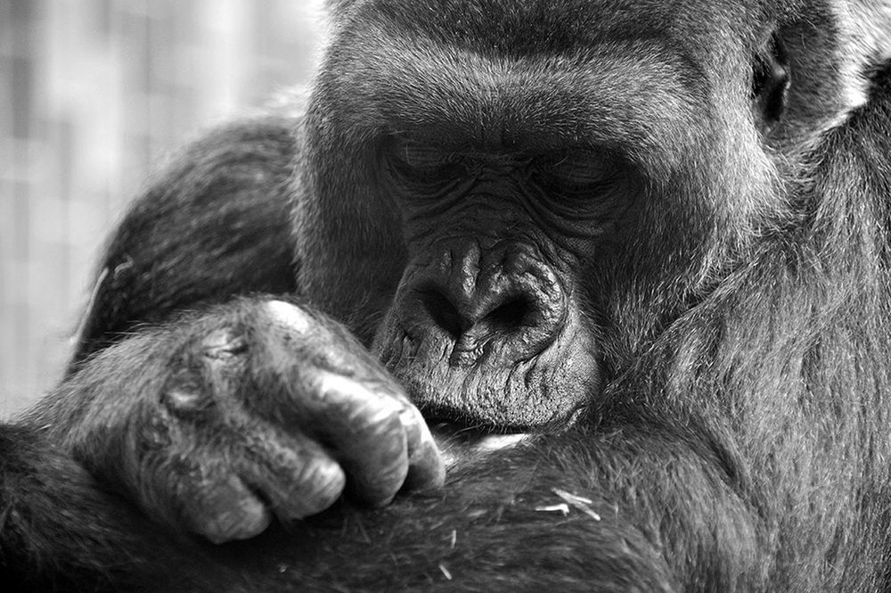 animal themes, mammal, one animal, close-up, wildlife, monkey, focus on foreground, animal head, animals in the wild, primate, gorilla, no people, lion - feline, day, outdoors, animal body part, zoo, relaxation, two animals, lion