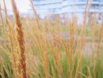 Close-up of plants growing on field