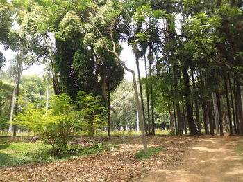 Trees in forest