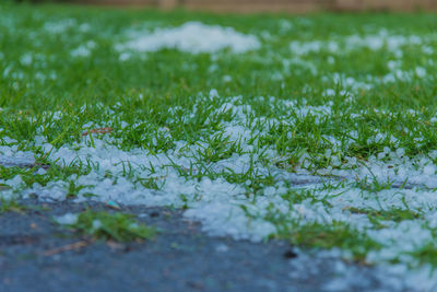 Close-up of fresh green grass