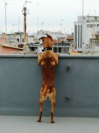 Rear view of dog standing on building terrace in city