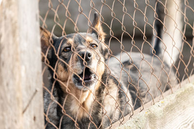 Portrait of dog in chainlink fence