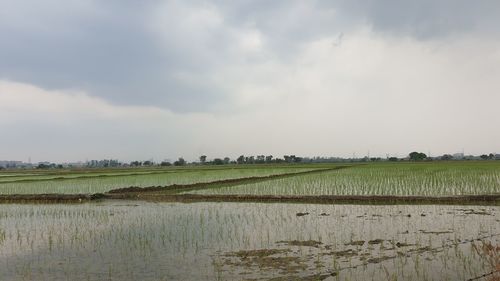 Scenic view of farm against sky