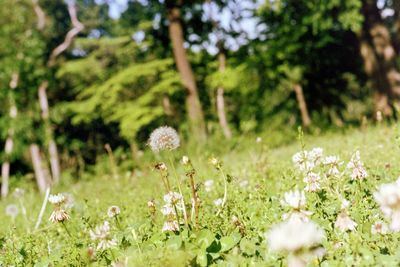 Close-up of flowers growing in park