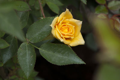 Close-up of flower blooming outdoors